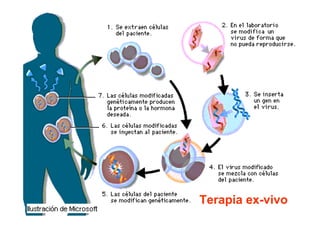 Terapia ex-vivo

 