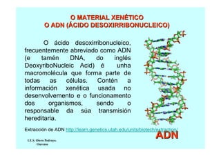 O MATERIAL XENÉTICO
O ADN (ÁCIDO DESOXIRRIBONUCLEICO)
O ácido desoxirribonucleico,
frecuentemente abreviado como ADN
(e
tamén
DNA,
do
inglés
DeoxyriboNucleic Acid) é
unha
macromolécula que forma parte de
todas
as
células.
Contén
a
información xenética usada no
desenvolvemento e o funcionamento
dos
organismos,
sendo
o
responsable da súa transmisión
hereditaria.
Extracción de ADN http://learn.genetics.utah.edu/units/biotech/extraction/
I.E.S. Otero Pedrayo.
Ourense

ADN

 
