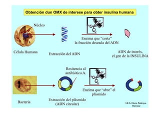 Obtención dun OMX de interese para obter insulina humana

I.E.S. Otero Pedrayo.
Ourense

 