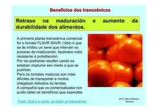 Beneficios dos transxénicos

Retraso na maduración
durabilidade dos alimentos.

e

aumento

da

A primeira planta transxénica comercial
foi o tomate FLAVR SAVR (1994) ó que
se lle inhibiu un xene que intervén no
proceso de maduración, facéndoo máis
resistente á putrefacción.
Por iso podíanse recoller cando xa
estaban maduros sen medo a que se
pudriran.
Pero os tomates maduros son máis
difíciles de transportar e moitos
chegaban dañados ás tendas.
A compañía que os comercializaba non
puido obter os beneficios que esperaba.
Flash: Qué é e como se obtén un transxénico

I.E.S. Otero Pedrayo.
Ourense

 