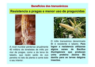 Beneficios dos transxénicos

Resistencia a pragas e menor uso de praguicidas

A nivel mundial pérdense anualmente
40 millóns de toneladas de millo por
mor de pragas, como a da larva do
taladro, que recén saído do ovo
penetra no talo da planta e come todo
o seu interior.

O millo transxénico denominado
Bt é resistente ó taladro. Para
lograr a resistencia utilízanse
algúns xenes de Bacillus
thuringiensis que producen
unha proteína (toxina Bt)
daniña para as larvas dalgúns
insectos.

 