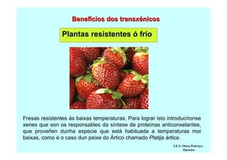 Beneficios dos transxénicos

Plantas resistentes ó frío

Fresas resistentes ás baixas temperaturas. Para lograr isto introducíronse
xenes que son os responsables da síntese de proteínas anticonxelantes,
que proveñen dunha especie que está habituada a temperaturas moi
baixas, como é o caso dun peixe do Ártico chamado Platija ártica.
I.E.S. Otero Pedrayo.
Ourense

 
