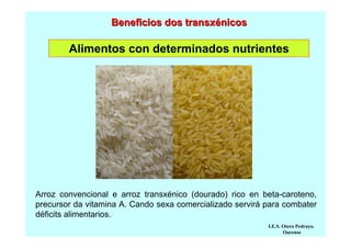 Beneficios dos transxénicos

Alimentos con determinados nutrientes

Arroz convencional e arroz transxénico (dourado) rico en beta-caroteno,
precursor da vitamina A. Cando sexa comercializado servirá para combater
déficits alimentarios.
I.E.S. Otero Pedrayo.
Ourense

 
