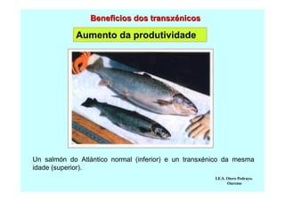 Beneficios dos transxénicos

Aumento da produtividade

Un salmón do Atlántico normal (inferior) e un transxénico da mesma
idade (superior).
I.E.S. Otero Pedrayo.
Ourense

 
