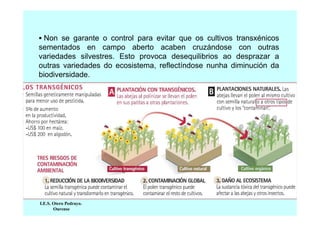 Non se garante o control para evitar que os cultivos transxénicos
sementados en campo aberto acaben cruzándose con outras
variedades silvestres. Esto provoca desequilibrios ao desprazar a
outras variedades do ecosistema, reflectíndose nunha diminución da
biodiversidade.

I.E.S. Otero Pedrayo.
Ourense

 