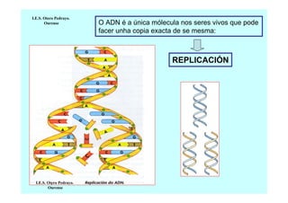 I.E.S. Otero Pedrayo.
Ourense

O ADN é a única mólecula nos seres vivos que pode
facer unha copia exacta de se mesma:

REPLICACIÓN

I.E.S. Otero Pedrayo.
Ourense

 