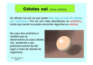 Células nai

(stem células)

As células nai son as que poden dan lugar ó resto de células
dun organismo. Por iso son máis abundantes en embrións,
aínda que tamén se poden encontrar algunhas en adultos.

No caso dos embrións a
medida que se
desenvolven,as súas células
van perdendo o seu
potencial orixinal de dar
lugar ó resto de células do
organismo.
I.E.S. Otero Pedrayo.
Ourense

 