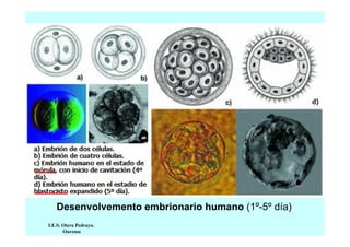 Desenvolvemento embrionario humano (1º-5º día)
I.E.S. Otero Pedrayo.
Ourense

 