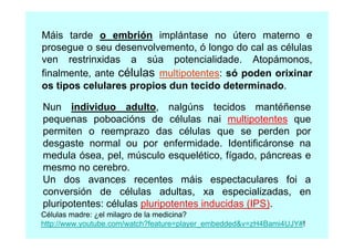 Máis tarde o embrión implántase no útero materno e
prosegue o seu desenvolvemento, ó longo do cal as células
ven restrinxidas a súa potencialidade. Atopámonos,
finalmente, ante células multipotentes: só poden orixinar
os tipos celulares propios dun tecido determinado.
Nun individuo adulto, nalgúns tecidos mantéñense
pequenas poboacións de células nai multipotentes que
permiten o reemprazo das células que se perden por
desgaste normal ou por enfermidade. Identificáronse na
medula ósea, pel, músculo esquelético, fígado, páncreas e
mesmo no cerebro.
Un dos avances recentes máis espectaculares foi a
conversión de células adultas, xa especializadas, en
pluripotentes: células pluripotentes inducidas (IPS).
Células madre: ¿el milagro de la medicina?
http://www.youtube.com/watch?feature=player_embedded&v=zH4Bami4UJY#!

 