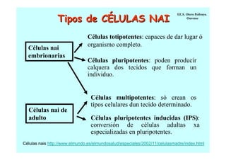 Tipos de CÉLULAS NAI
Células nai
embrionarias

Células nai de
adulto

I.E.S. Otero Pedrayo.
Ourense

Células totipotentes: capaces de dar lugar ó
organismo completo.
Células pluripotentes: poden producir
calquera dos tecidos que forman un
individuo.

Células multipotentes: só crean os
tipos celulares dun tecido determinado.
Células pluripotentes inducidas (IPS):
conversión de células adultas xa
especializadas en pluripotentes.

Células nais http://www.elmundo.es/elmundosalud/especiales/2002/11/celulasmadre/index.html

 