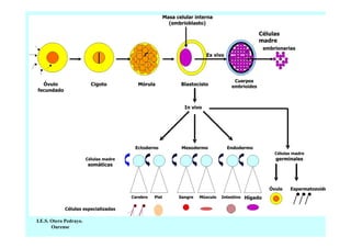 I.E.S. Otero Pedrayo.
Ourense

 