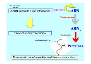 I.E.S. Otero Pedrayo.
Ourense

O ADN transmite a súa información:

TRANSCRICIÓN E TRADUCIÓN
Aminoácidos

Transmisión da información xenética nos seres vivos

 