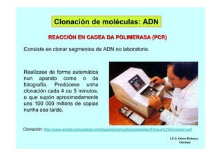Clonación de moléculas: ADN
REACCIÓN EN CADEA DA POLIMERASA (PCR)
Consiste en clonar segmentos de ADN no laboratorio.

Realízase de forma automática
nun aparato como o da
fotografía. Prodúcese unha
clonación cada 4 ou 5 minutos,
o que supón aproximadamente
uns 100 000 millóns de copias
nunha soa tarde.

Clonación: http://www.andaluciainvestiga.com/espanol/cienciaAnimada/sites/Parque%20clonacion.swf
I.E.S. Otero Pedrayo.
Ourense

 