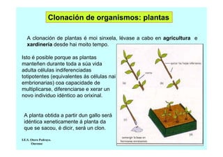 Clonación de organismos: plantas
A clonación de plantas é moi sinxela, lévase a cabo en agricultura e
xardinería desde hai moito tempo.
Isto é posible porque as plantas
manteñen durante toda a súa vida
adulta células indiferenciadas
totipotentes (equivalentes ás células nai
embrionarias) coa capacidade de
multiplicarse, diferenciarse e xerar un
novo individuo idéntico ao orixinal.

A planta obtida a partir dun gallo será
idéntica xeneticamente á planta da
que se sacou, é dicir, será un clon.
I.E.S. Otero Pedrayo.
Ourense

 
