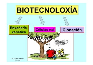 BIOTECNOLOXÍA
Enxeñería
xenética

I.E.S. Otero Pedrayo.
Ourense

Células nai

Clonación

 