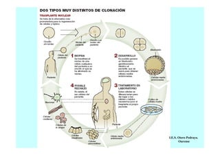 I.E.S. Otero Pedrayo.
Ourense

 