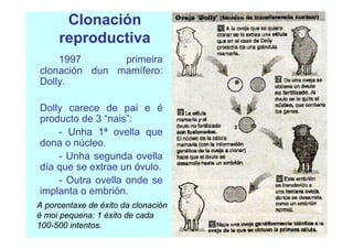 Clonación
reproductiva
1997
primeira
clonación dun mamífero:
Dolly.
Dolly carece de pai e é
producto de 3 “nais”:
- Unha 1ª ovella que
dona o núcleo.
- Unha segunda ovella
día que se extrae un óvulo.
- Outra ovella onde se
implanta o embrión.
A porcentaxe de éxito da clonación
é moi pequena: 1 éxito de cada
100-500 intentos.

 