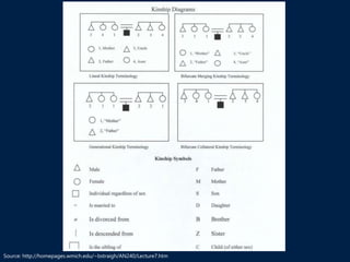 Source: http://homepages.wmich.edu/~bstraigh/AN240/Lecture7.htm
 