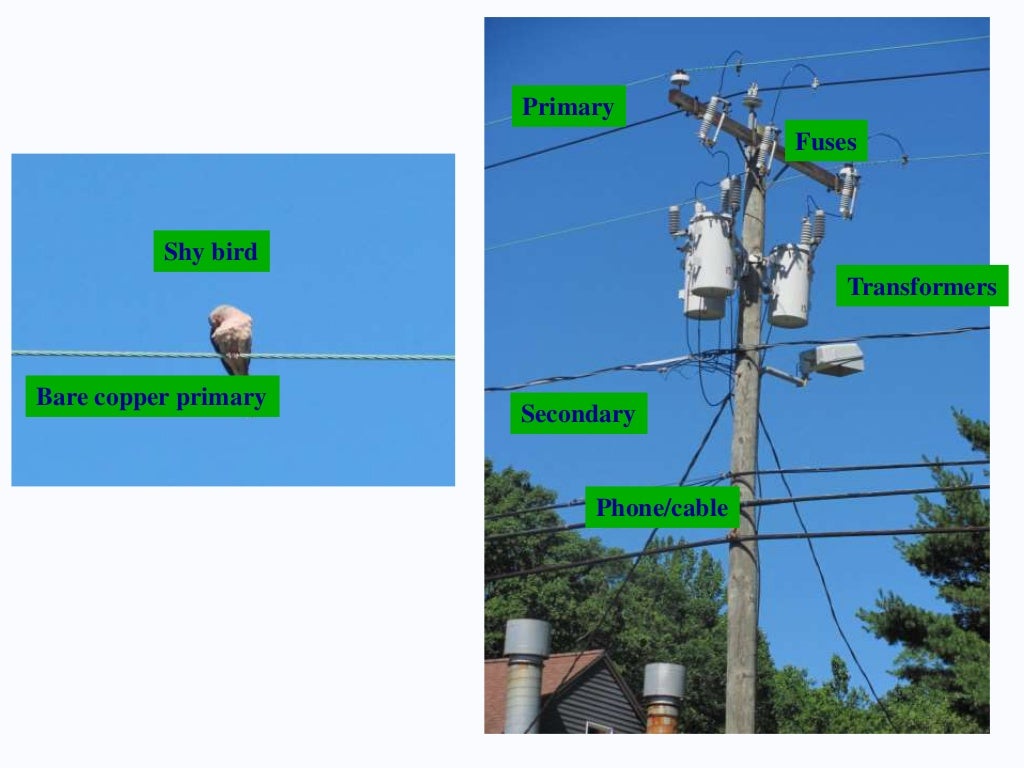 Staying Alive When the Power Lines Come Down PostStorm Safety and E…