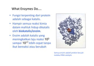 What Enzymes Do.... 
• Fungsi terpenting dari protein 
adalah sebagai katalis. 
• Hampir semua reaksi kimia 
dalam mahluk hidup dikatalis 
oleh biokatalis/enzim. 
• Enzim adalah katalis yang 
meningkatkan laju reaksi 103 
sampai 1017 lebih cepat tanpa 
ikut bereaksi atau berubah 
Semua enzim adalah protein kecuali 
molekul RNA catalytic 
 