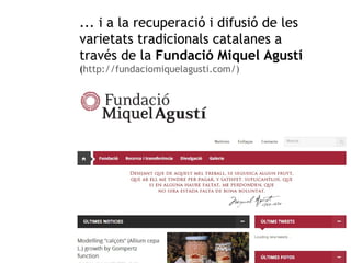 ... i a la recuperació i difusió de les 
varietats tradicionals catalanes a 
través de la Fundació Miquel Agustí 
(http://fundaciomiquelagusti.com/) 
 