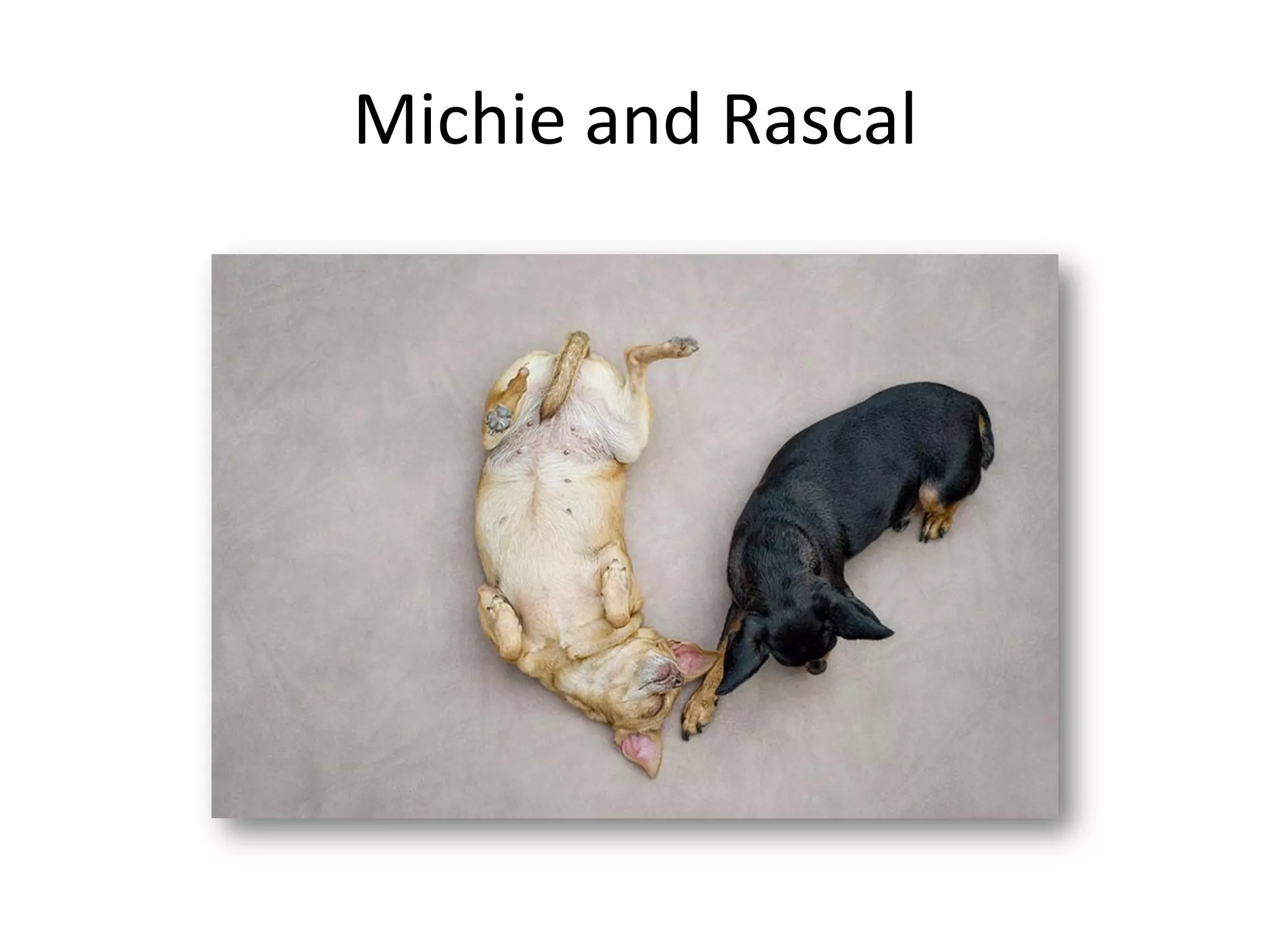 Michie and Rascal