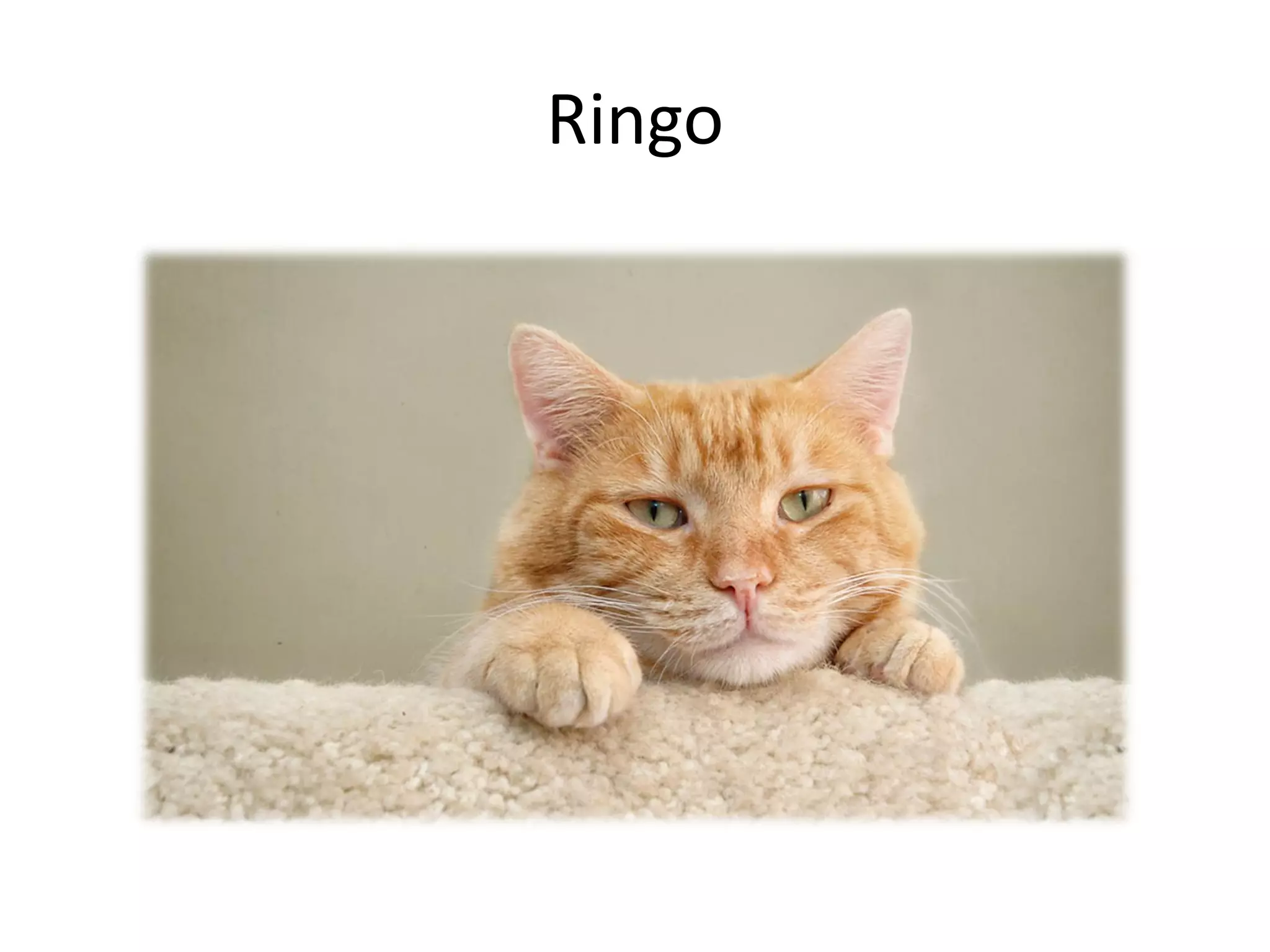 Ringo