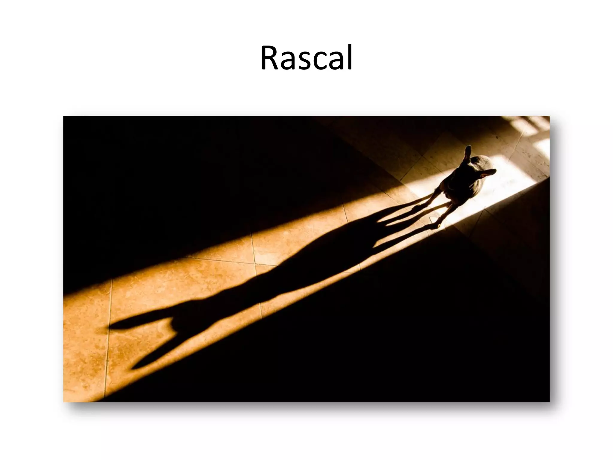 Rascal