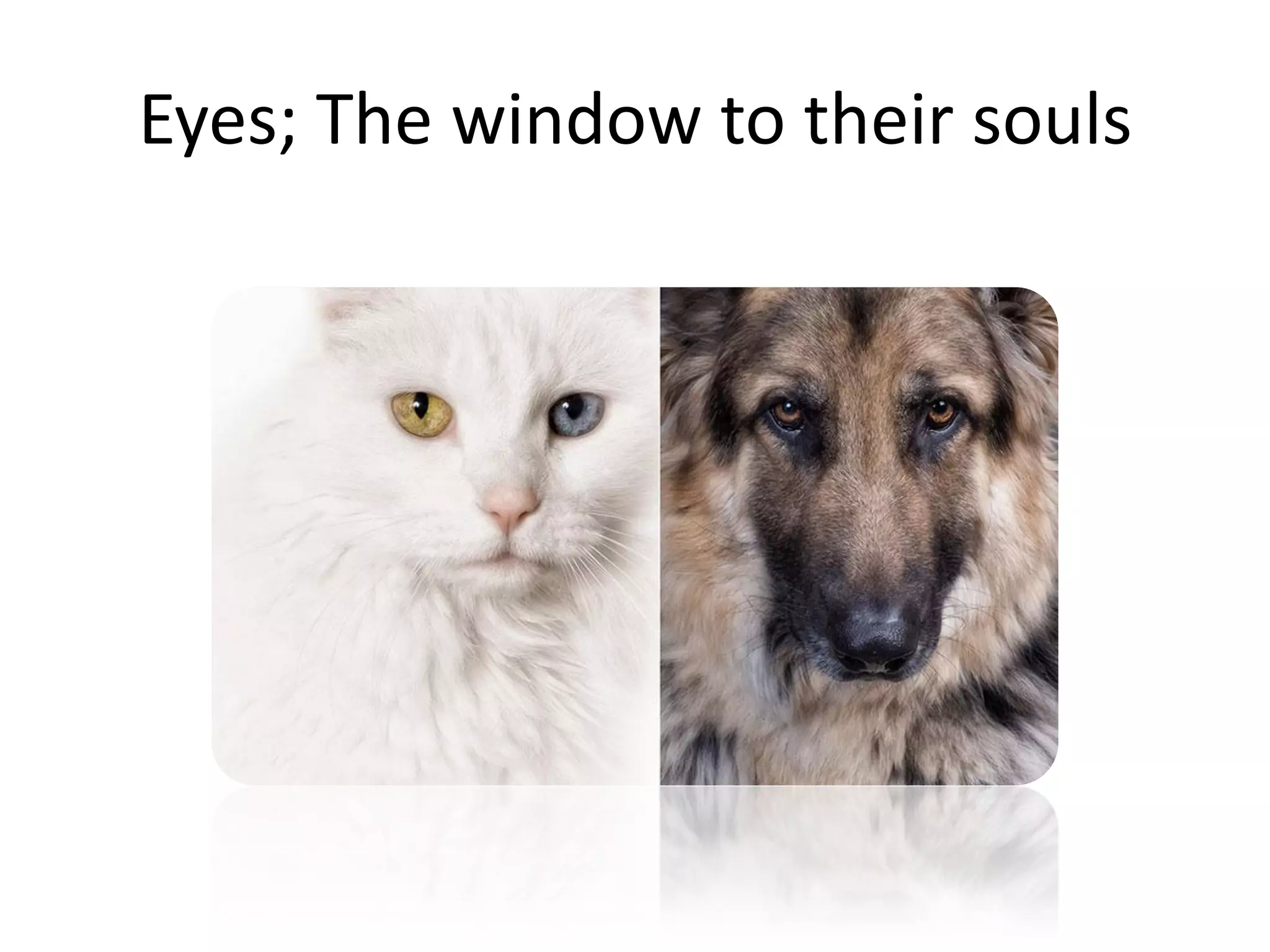 Eyes; The window to their souls