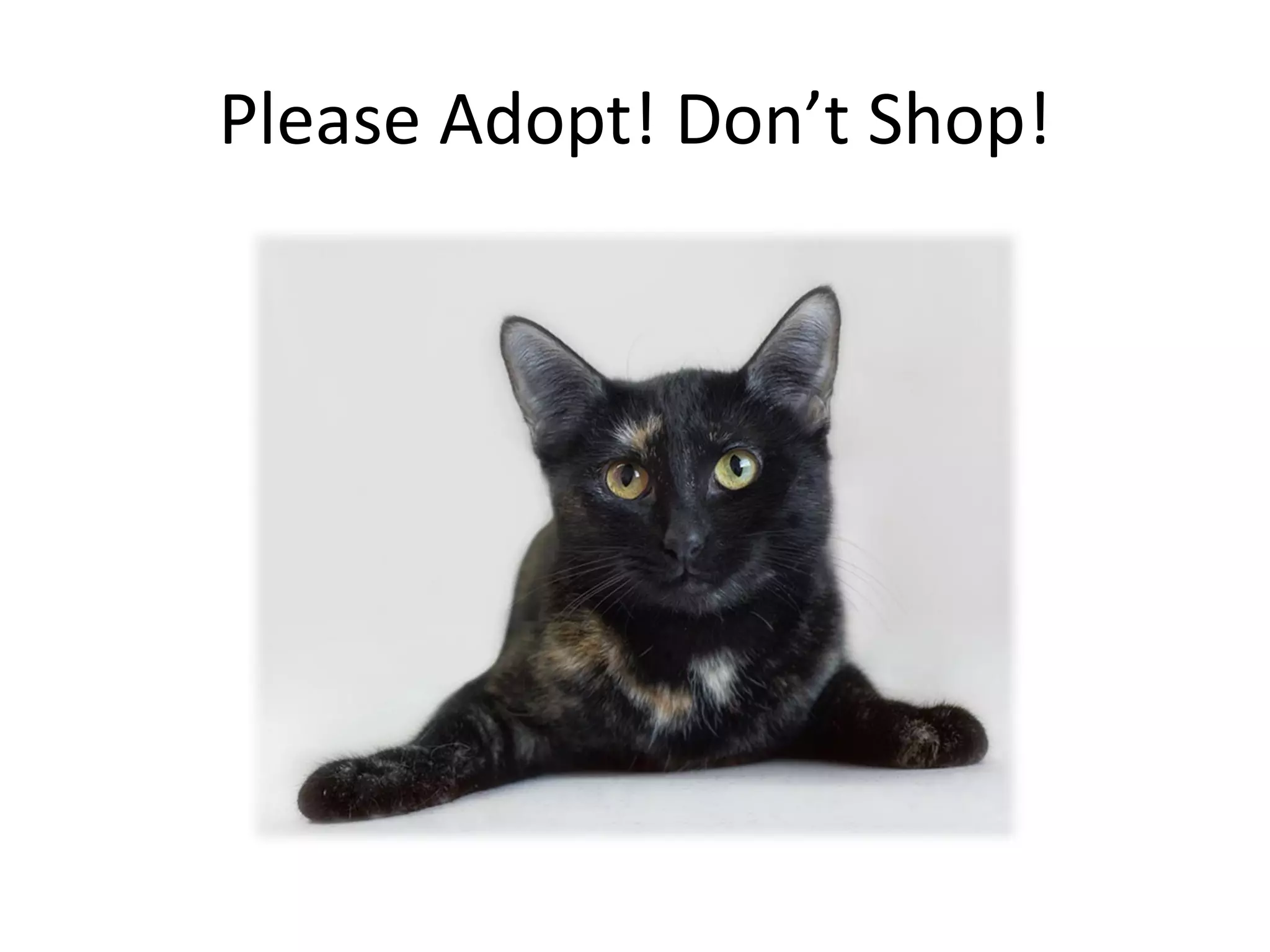 Please Adopt! Don’t Shop!