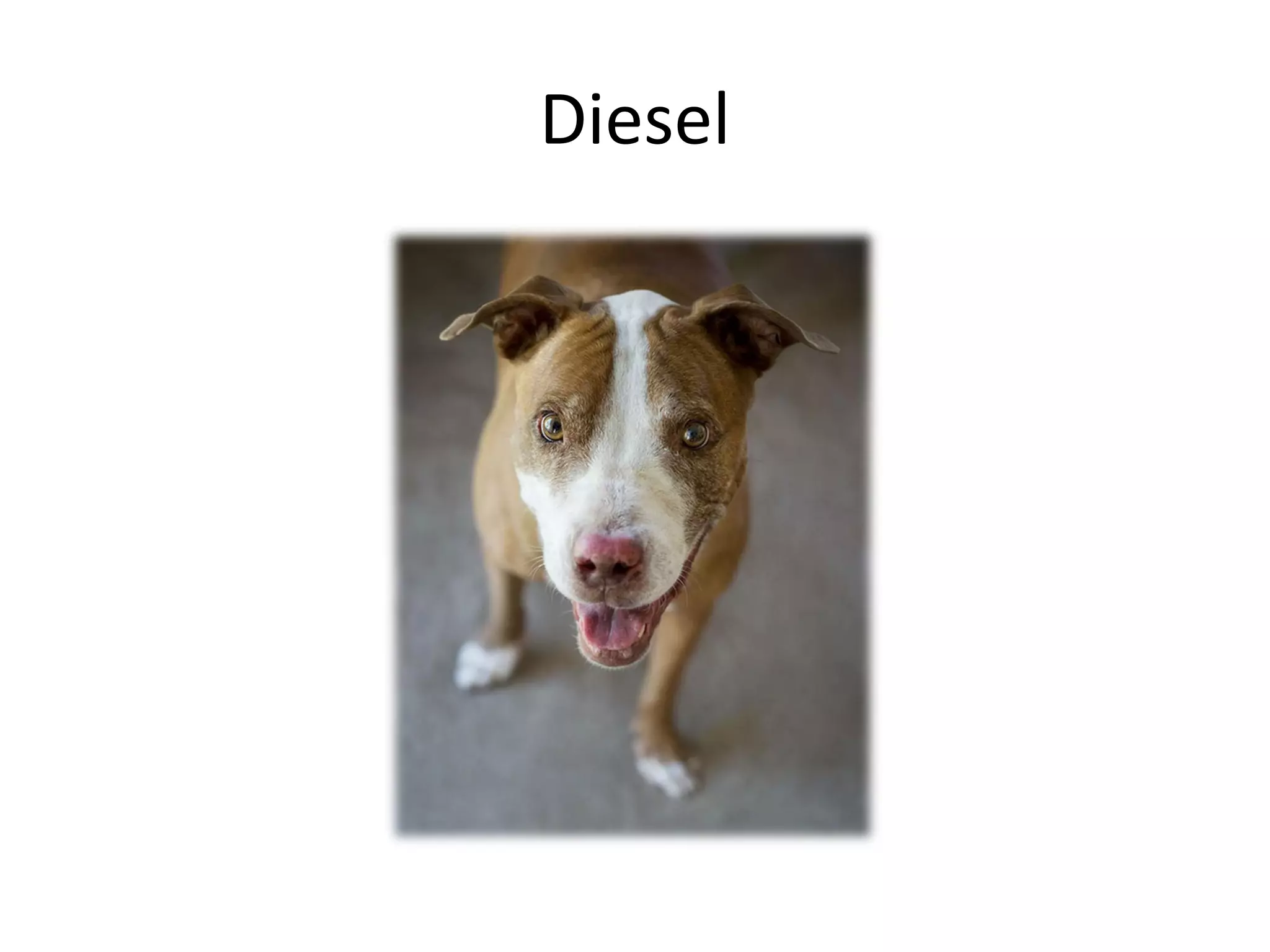Diesel