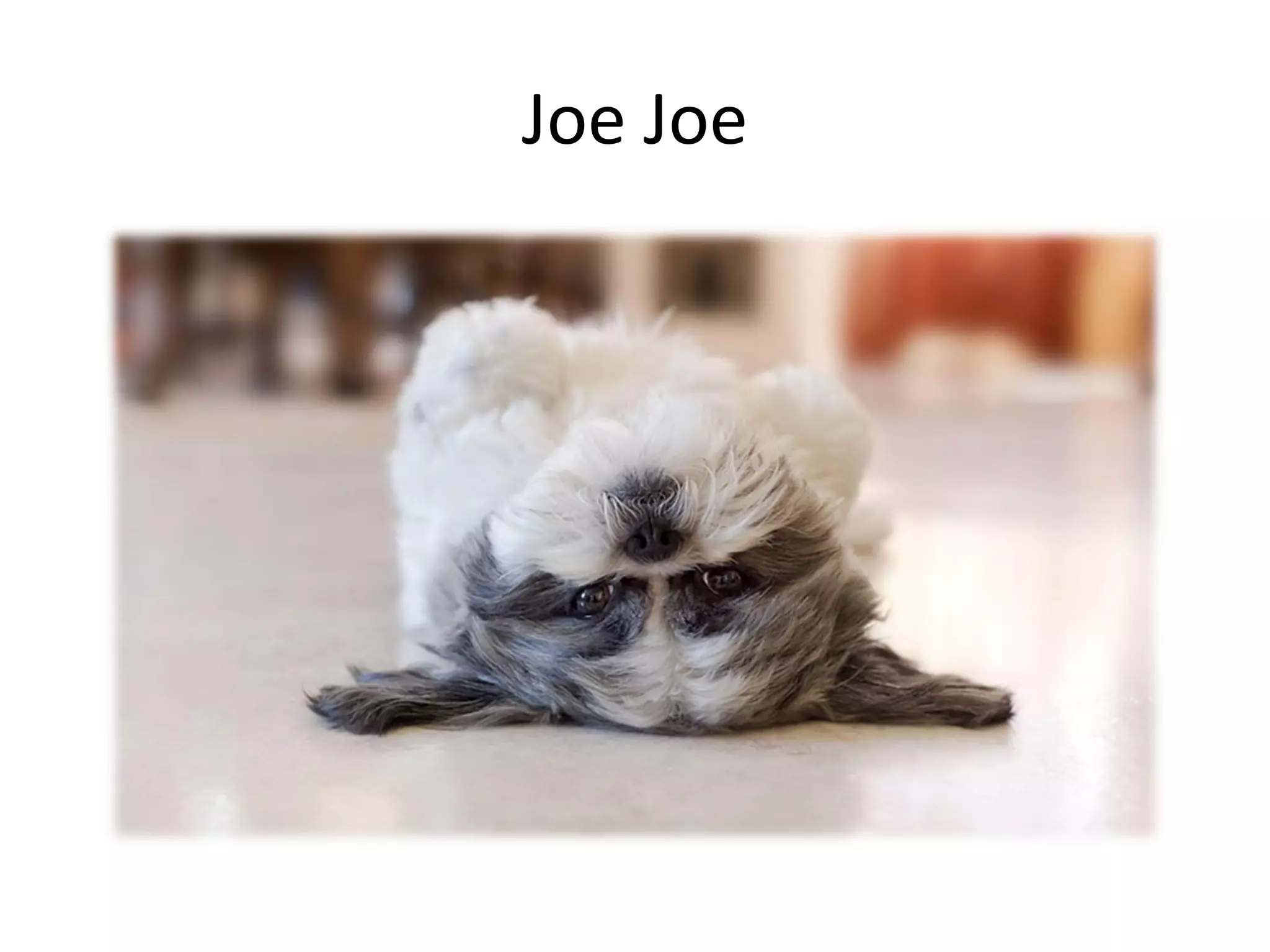 Joe Joe