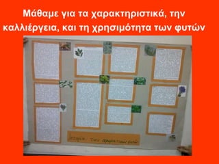 Μάθαμε για τα χαρακτηριστικά, την 
καλλιέργεια, και τη χρησιμότητα των φυτών 
 