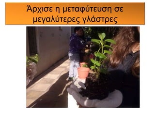 Άρχισε η μεταφύτευση σε 
μεγαλύτερες γλάστρες 
 