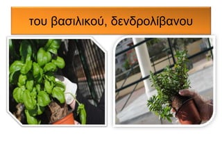 του βασιλικού, δενδρολίβανου 
 