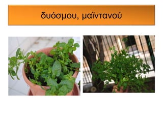 δυόσμου, μαϊντανού 
 