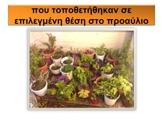 που τοποθετήθηκαν σε 
επιλεγμένη θέση στο προαύλιο 
 