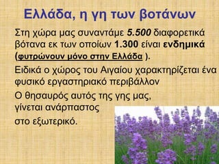Ελλάδα, η γη των βοτάνων 
Στη χώρα μας συναντάμε 5.500 διαφορετικά 
βότανα εκ των οποίων 1.300 είναι ενδημικά 
(φυτρώνουν μόνο στην Ελλάδα ). 
Ειδικά ο χώρος του Αιγαίου χαρακτηρίζεται ένα 
φυσικό εργαστηριακό περιβάλλον 
Ο θησαυρός αυτός της γης μας, 
γίνεται ανάρπαστος 
στο εξωτερικό. 
 