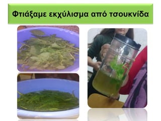 Φτιάξαμε εκχύλισμα από τσουκνίδα 
 