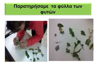 Παρατηρήσαμε τα φύλλα των 
φυτών 
 