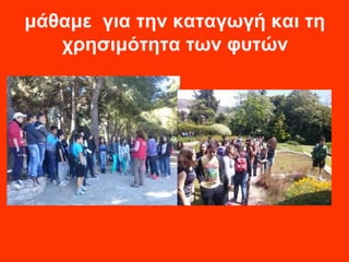 μάθαμε για την καταγωγή και τη 
χρησιμότητα των φυτών 
 