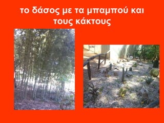 το δάσος με τα μπαμπού και 
τους κάκτους 
 