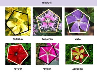 FLOWERS 
AGRIMONY CARNATION VINCA 
PETUNIA PETUNIA AQUILEGIA 
 
