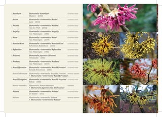 August Lamken Hamamelis × intermedia ‘August Lamken’ synonym
» Hamamelis × intermedia ‘Orange Beauty’
Aureolin Hamamelis ×...