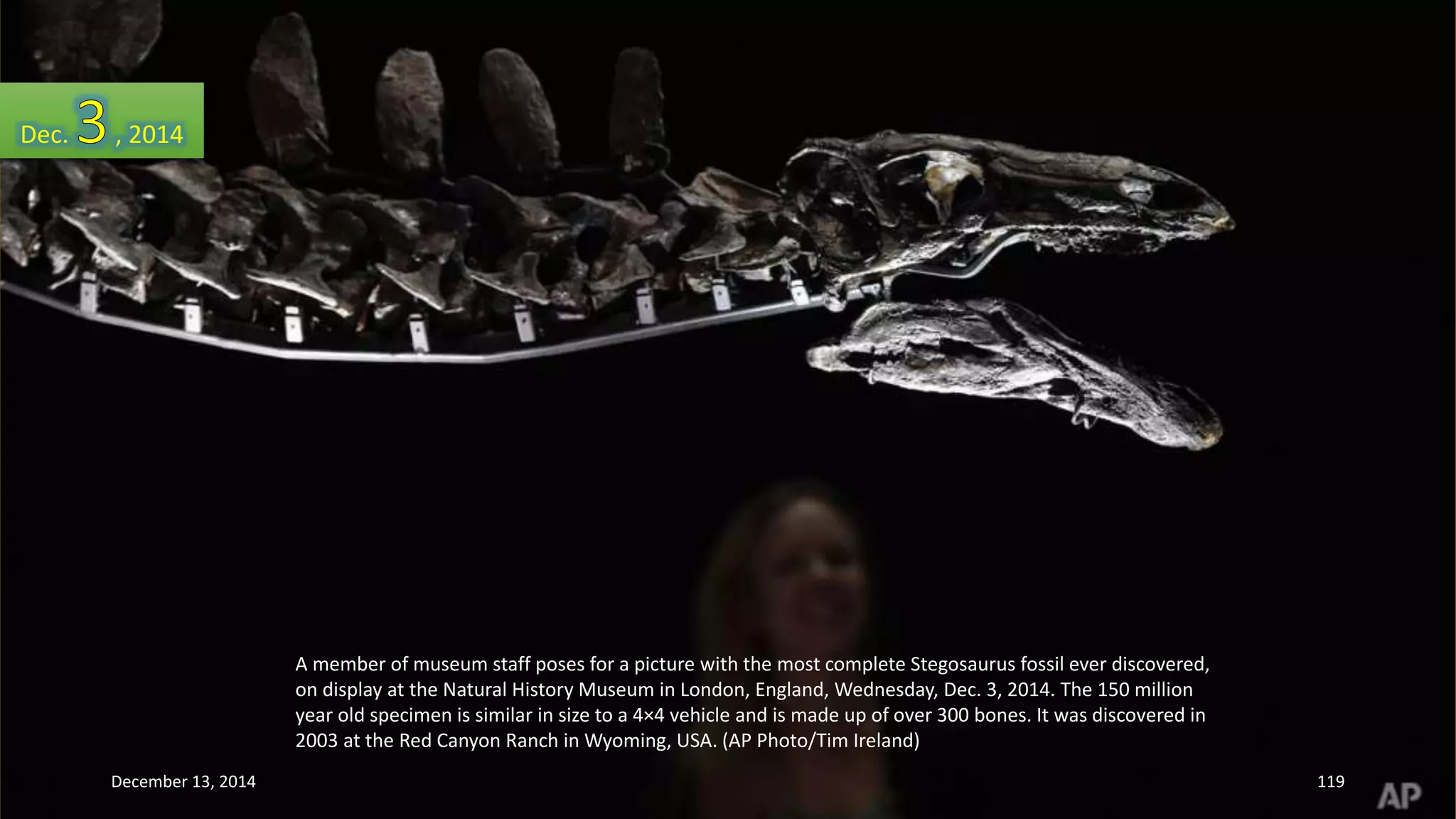 A member of museum staff poses for a picture with the most complete Stegosaurus fossil ever discovered, 
on display at the Natural History Museum in London, England, Wednesday, Dec. 3, 2014. The 150 million 
year old specimen is similar in size to a 4×4 vehicle and is made up of over 300 bones. It was discovered in 
2003 at the Red Canyon Ranch in Wyoming, USA. (AP Photo/Tim Ireland) 
Dec. , 2014 
December 13, 2014 119 
 