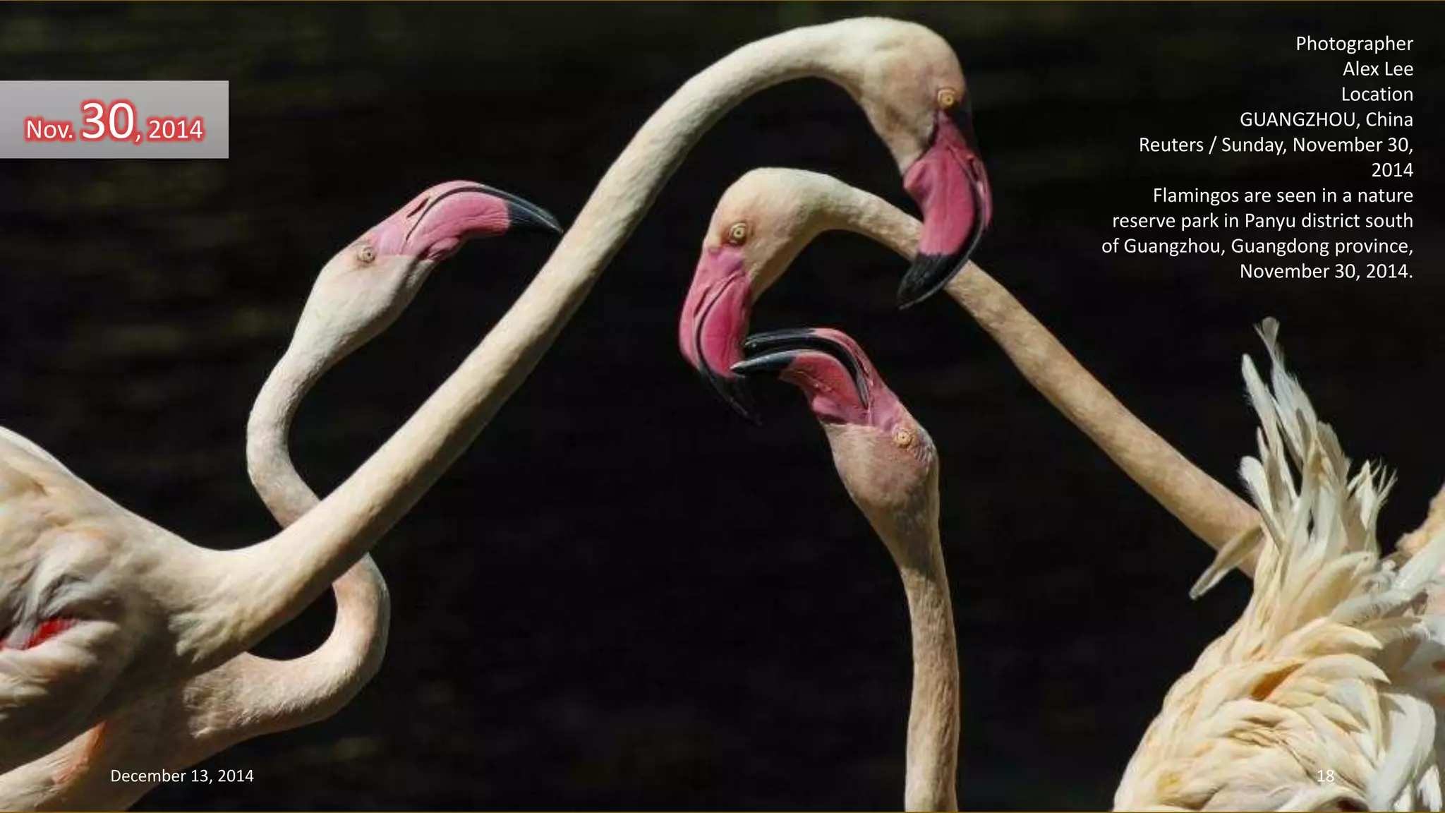 Photographer 
Alex Lee 
Location 
GUANGZHOU, China 
Reuters / Sunday, November 30, 
2014 
Flamingos are seen in a nature 
reserve park in Panyu district south 
of Guangzhou, Guangdong province, 
November 30, 2014. 
Nov. 30, 2014 
December 13, 2014 18 
 