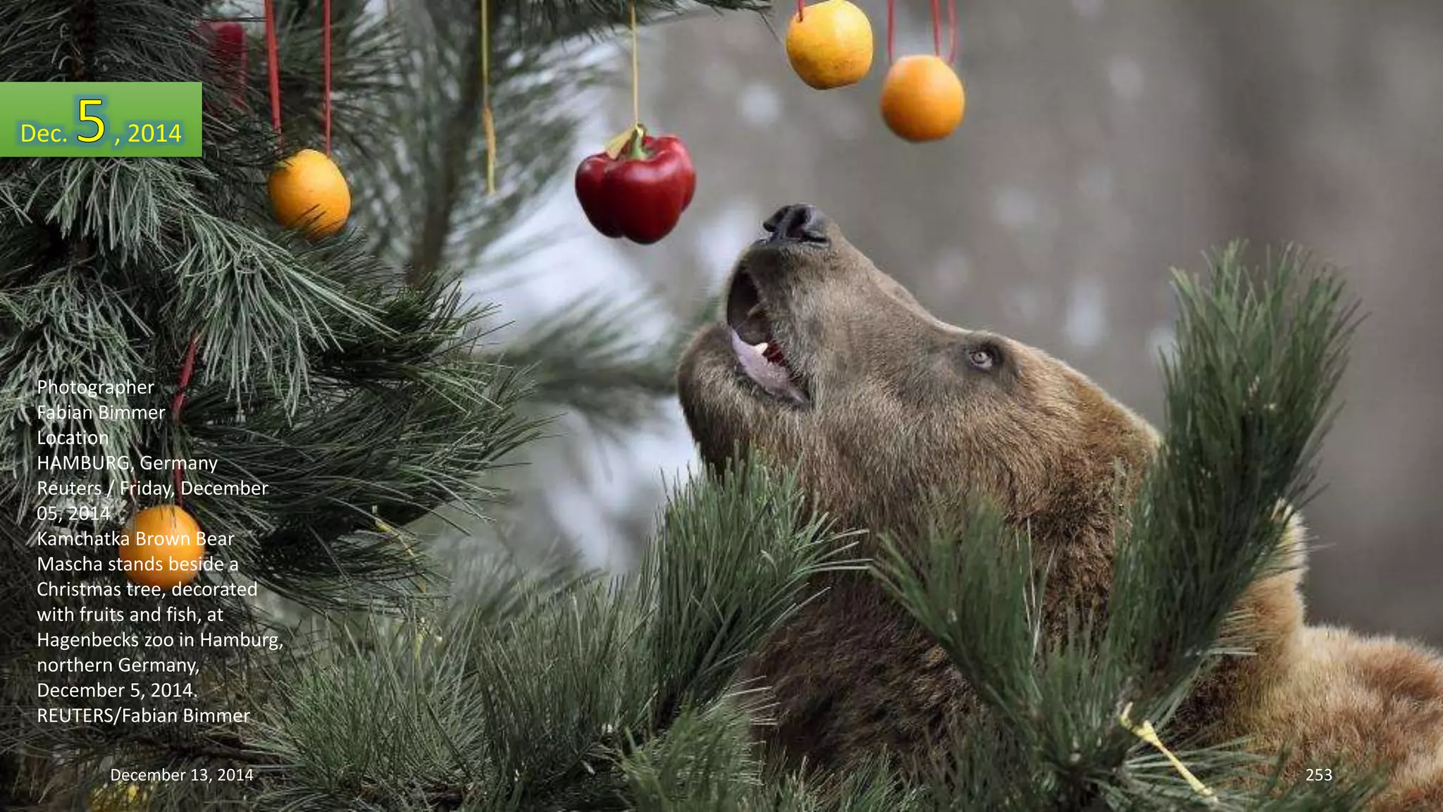 Dec. , 2014 
Photographer 
Fabian Bimmer 
Location 
HAMBURG, Germany 
Reuters / Friday, December 
05, 2014 
Kamchatka Brown Bear 
Mascha stands beside a 
Christmas tree, decorated 
with fruits and fish, at 
Hagenbecks zoo in Hamburg, 
northern Germany, 
December 5, 2014. 
REUTERS/Fabian Bimmer 
December 13, 2014 253 
 