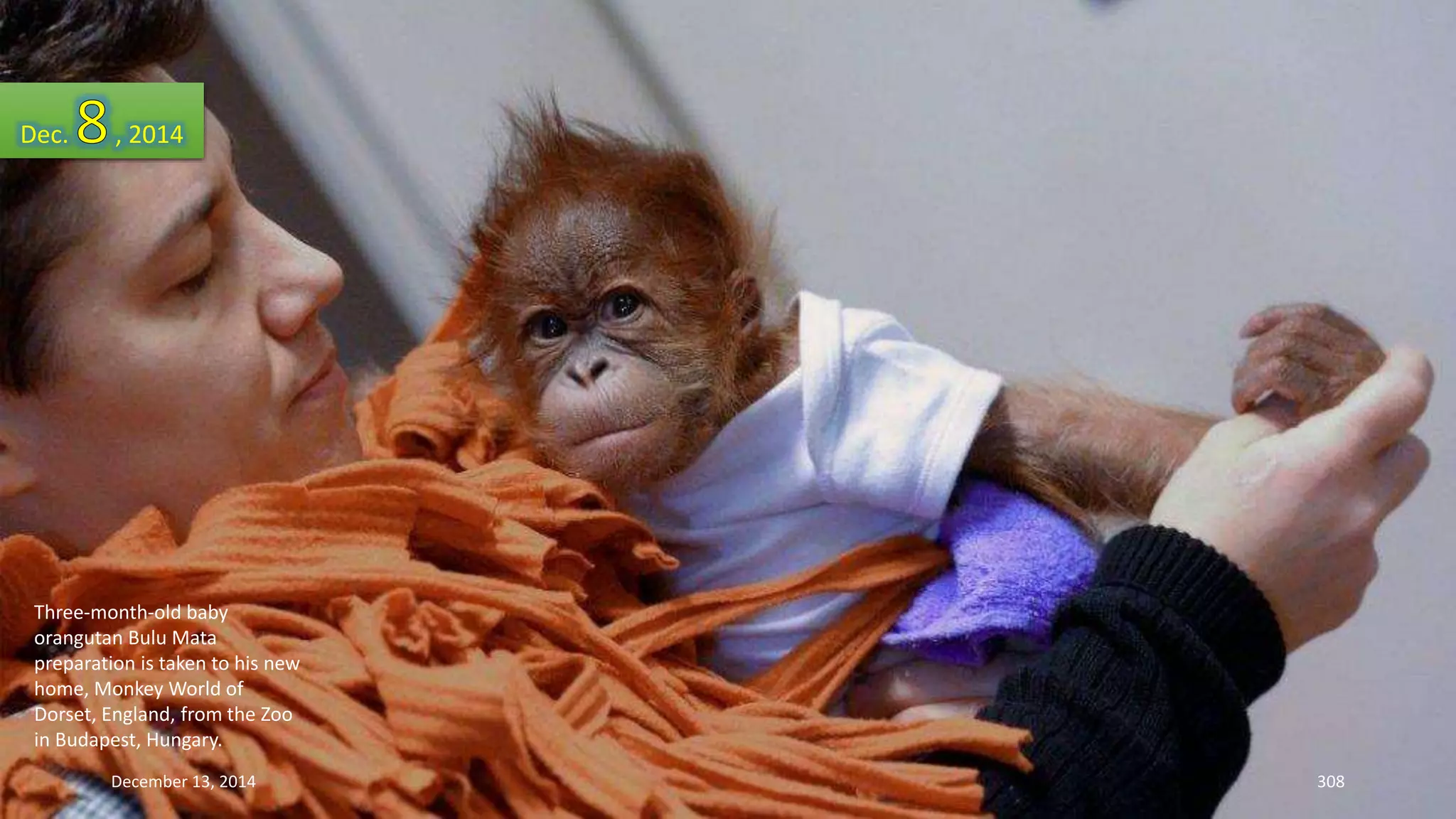 Dec. , 2014 
Three-month-old baby 
orangutan Bulu Mata 
preparation is taken to his new 
home, Monkey World of 
Dorset, England, from the Zoo 
in Budapest, Hungary. 
December 13, 2014 308 
 