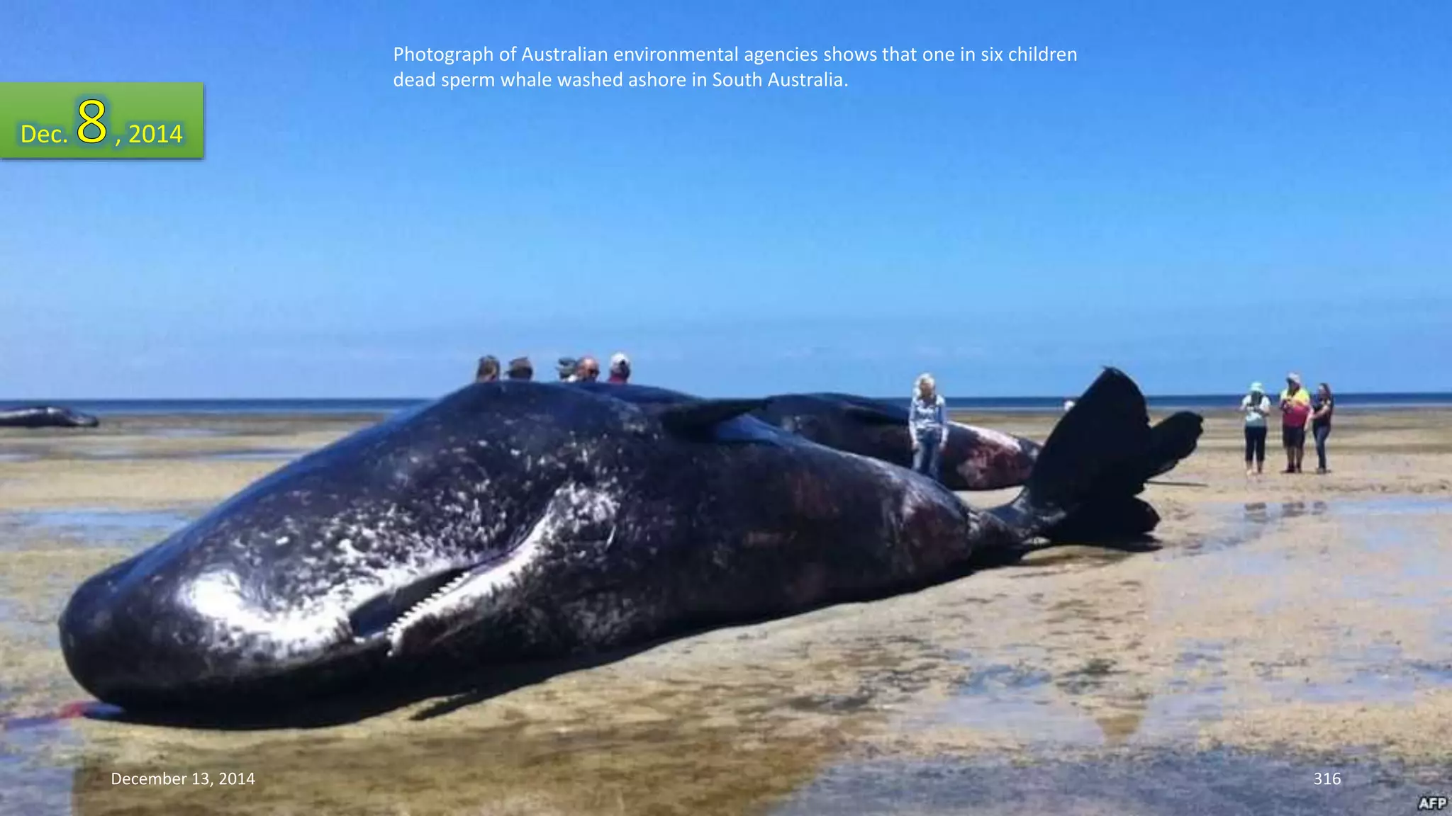 Photograph of Australian environmental agencies shows that one in six children 
dead sperm whale washed ashore in South Australia. 
Dec. , 2014 
December 13, 2014 316 
 