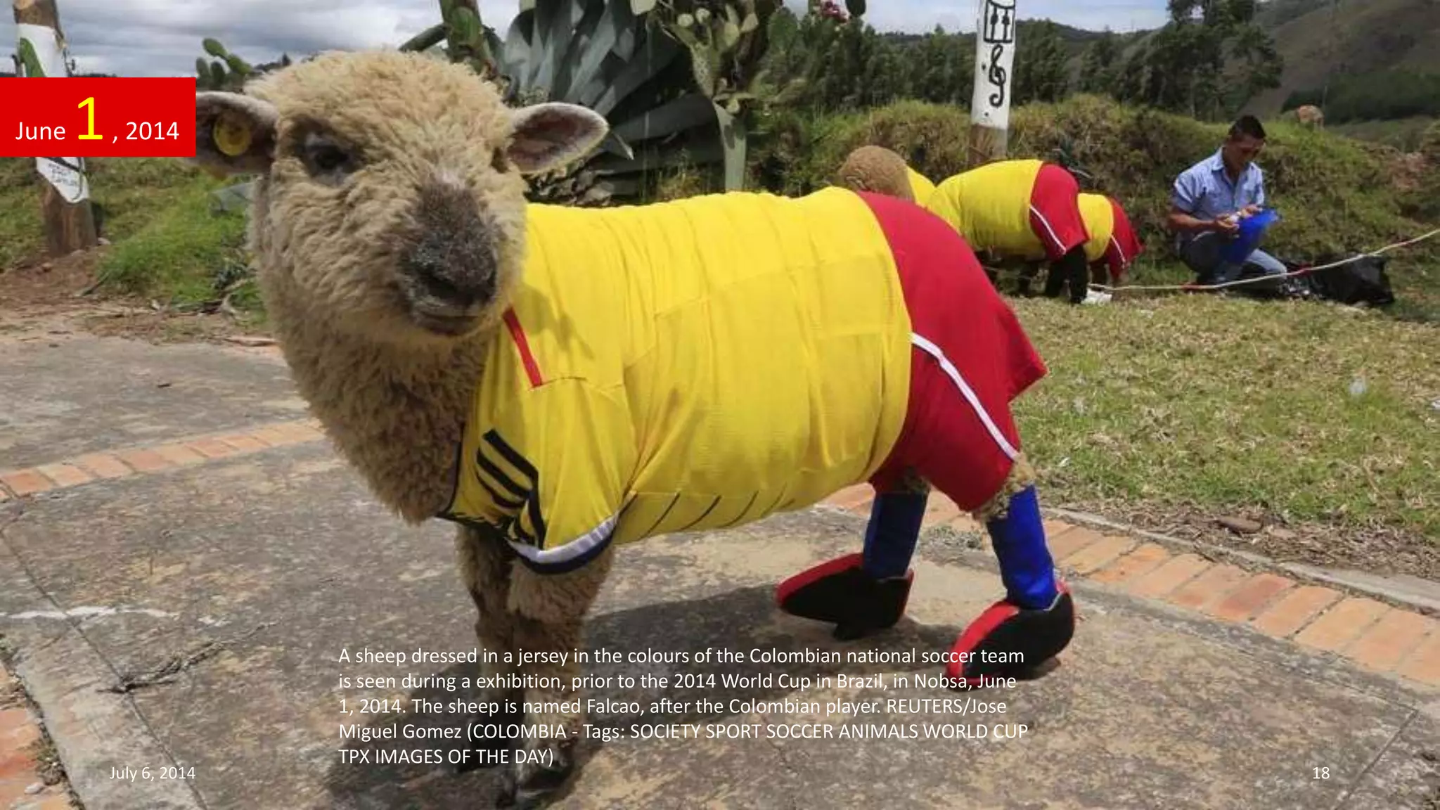 A sheep dressed in a jersey in the colours of the Colombian national soccer team
is seen during a exhibition, prior to the 2014 World Cup in Brazil, in Nobsa, June
1, 2014. The sheep is named Falcao, after the Colombian player. REUTERS/Jose
Miguel Gomez (COLOMBIA - Tags: SOCIETY SPORT SOCCER ANIMALS WORLD CUP
TPX IMAGES OF THE DAY)
June 1, 2014
July 6, 2014 18
 